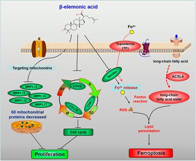 Editorial: Discovering novel anticancer molecules and revealing the pharmacological mechanism of gastrointestinal carcinoma